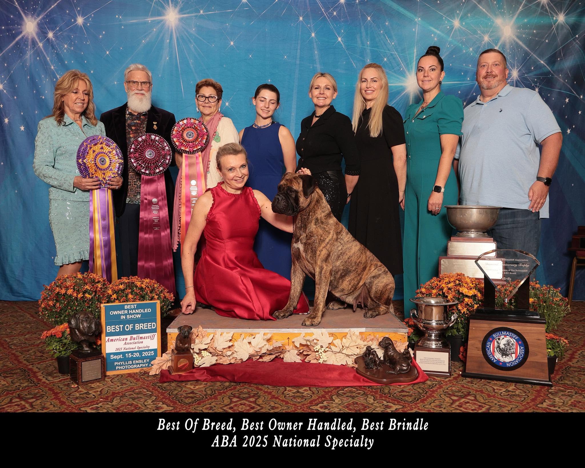 Galina and her brindle Bullmastiff receiving 2025 ABA National Specialty awards