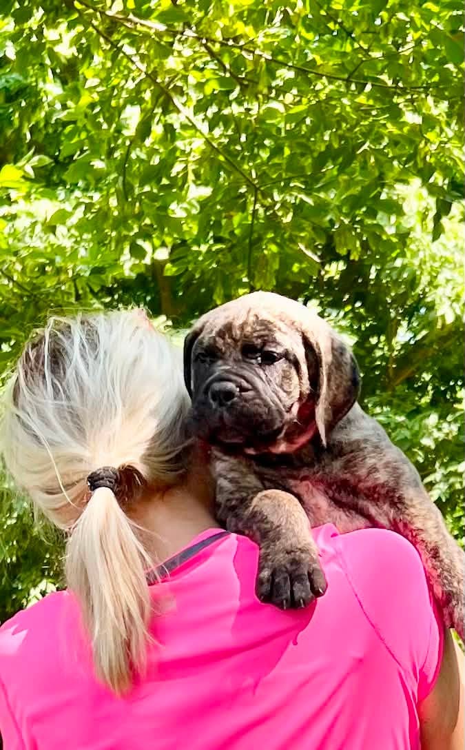 A Bullmastiff puppy resting over Galina's shoulder