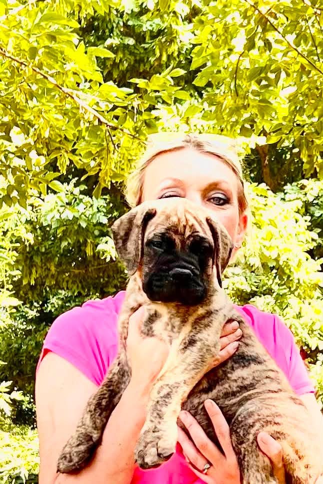 A brindle Bullmastiff puppy held outdoors