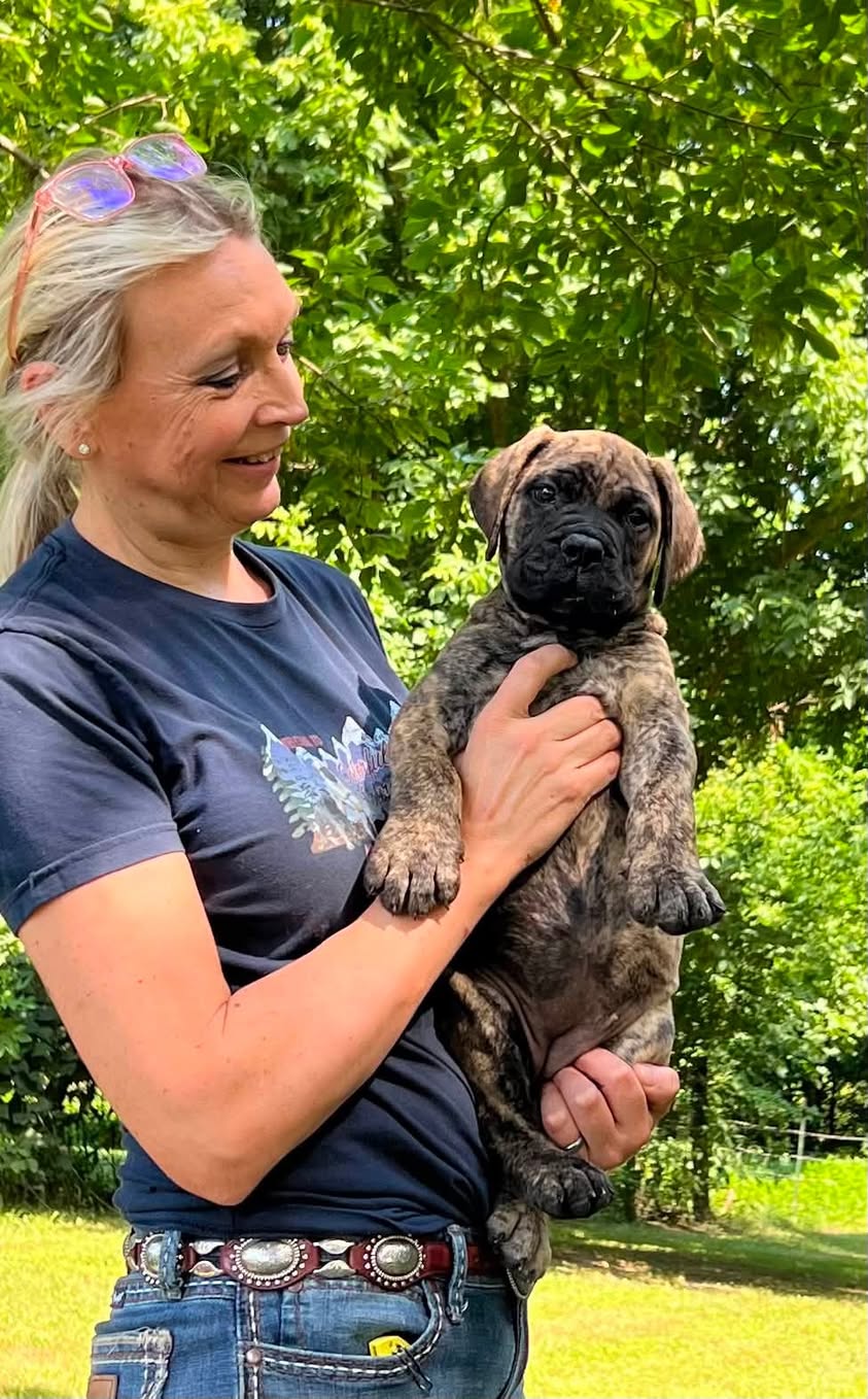 Galina holding a young brindle Bullmastiff puppy